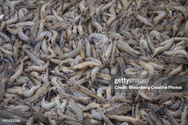 shrimp sit in a tray on a boat - crevette foto e immagini stock