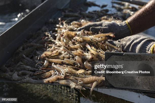 Fish Load 1,325 Fish Loads Stock Photos, High-Res Pictures, and Images - Getty Images