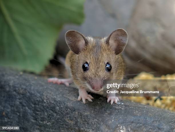 this young wood mouse is looking straight at me. - field mouse stock pictures, royalty-free photos & images