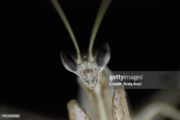 Ardra Insect 22,246 The Arda Stock Photos, High-Res Pictures, and Images - Getty Images