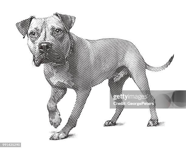 alert pit bull terrier dog walking - pet adoption stock illustrations