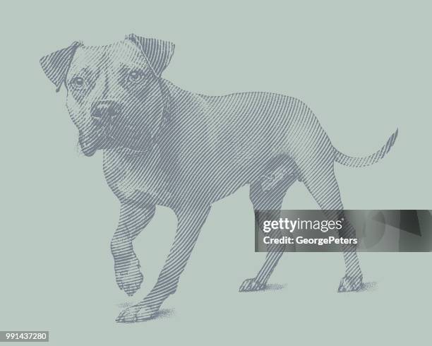 alert pit bull terrier dog walking - strong pitbull stock illustrations