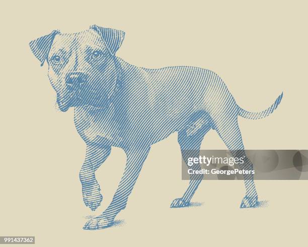 alert pit bull terrier dog walking - strong pitbull stock illustrations