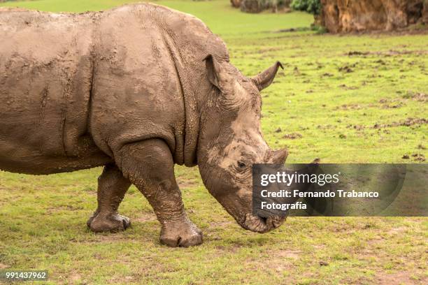 rhinocero - fernando trabanco ストック�フォトと画像