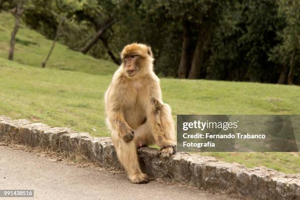 barbary macaque - fernando trabanco ストックフォトと画像