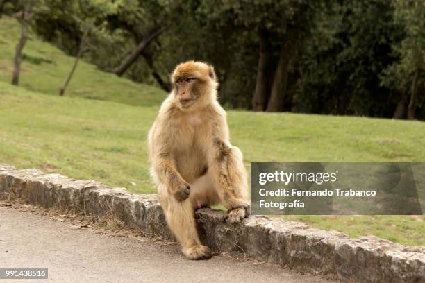 barbary macaque - fernando trabanco stock pictures, royalty-free photos & images