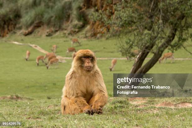 barbary macaque - fernando trabanco ストックフォトと画像
