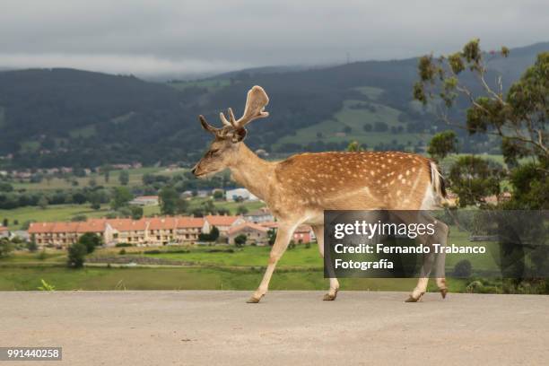 deer walking free on a road, north of spain - fernando trabanco ストックフォトと画像