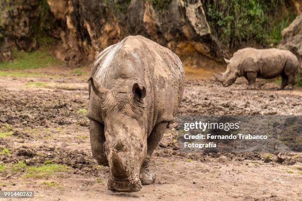 rhinocero - fotografía stock-fotos und bilder