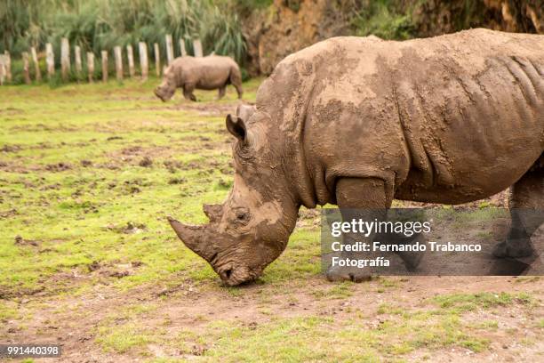 rhinocero - fotografía stock pictures, royalty-free photos & images