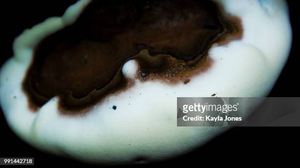 smokey mushroom - perla negra fotografías e imágenes de stock