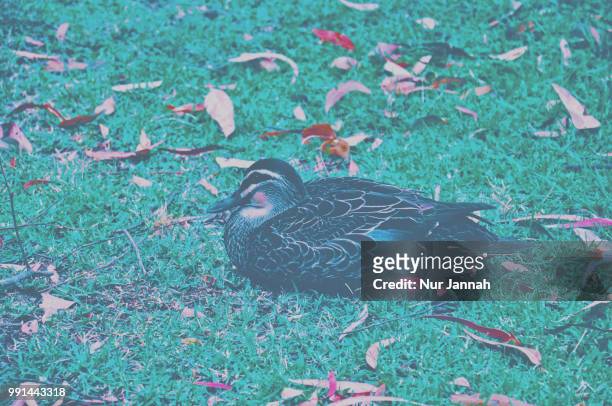 sitting duck - sitting duck stock pictures, royalty-free photos & images