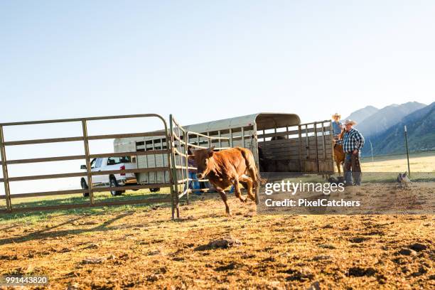 rancher lassen jungvieh in stift für das branding am frühen morgen landschaft laufen - human castration stock-fotos und bilder