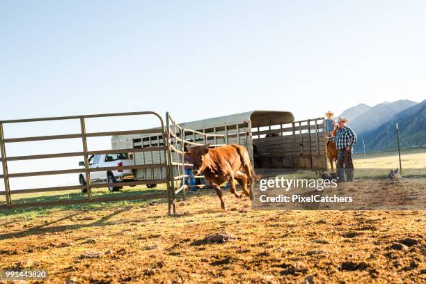 ranchers laat jonge runderen tegenkomen pen voor branding vroege ochtend landschap - castration stockfoto's en -beelden