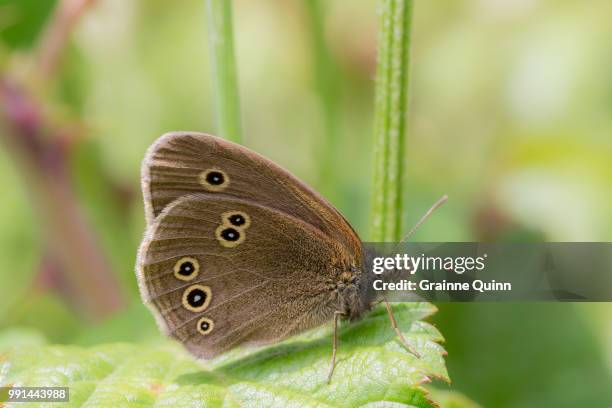 ringlet - ringlet stock-fotos und bilder