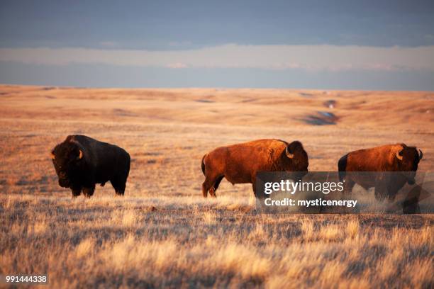 grasslands national park saskatchewan canada - bisonte americano imagens e fotografias de stock