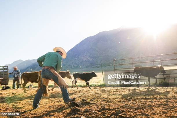 rancher arbeiten hütend jungvieh in stift vorbereiten für das branding - human castration stock-fotos und bilder