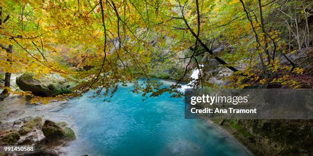 the magic pond - ana silva bildbanksfoton och bilder