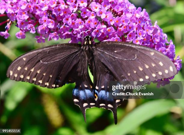 black monarch butterfly - eastern tiger swallowtail stock pictures, royalty-free photos & images