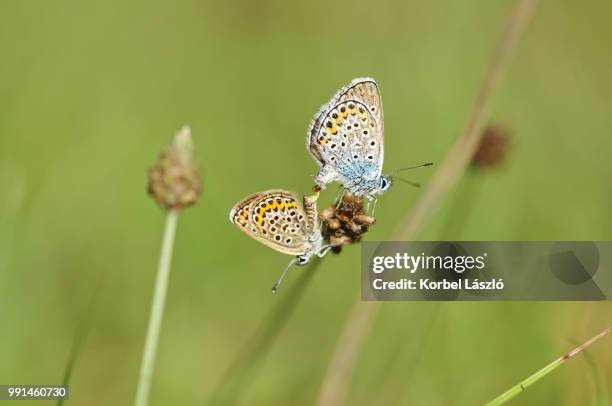 male butterfly attaches to female with his clasper - korbel stock pictures, royalty-free photos & images
