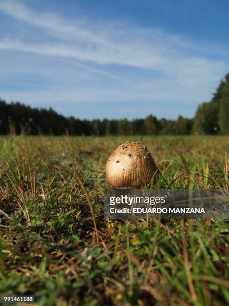 a mushroom in the forest - manzana stockfoto's en -beelden
