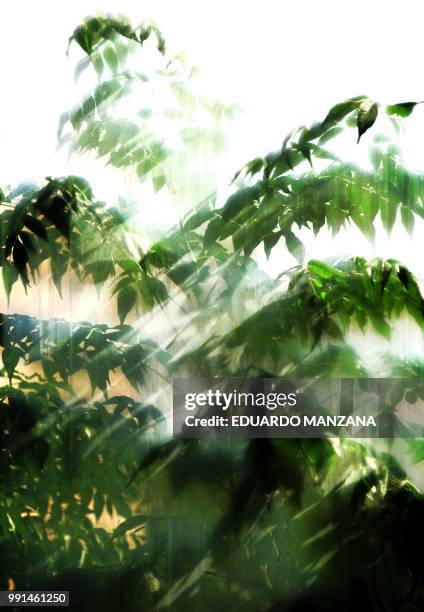 through seen a tree glass - manzana stock pictures, royalty-free photos & images