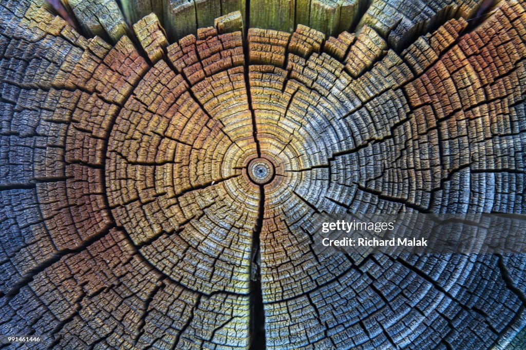 Abstract Wood