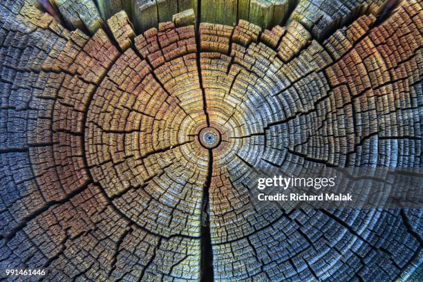 abstract wood - groeiring stockfoto's en -beelden