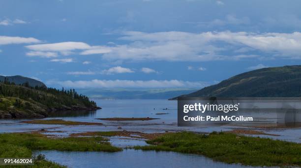 newfoundland - mccollum stock pictures, royalty-free photos & images