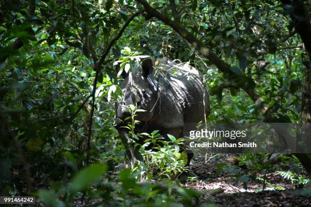 chitwan rhino - chitwan stock pictures, royalty-free photos & images