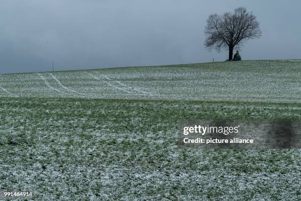 Lone tree standing in front of a field lightly covered with snow near the Upper Bavarian town of Dietramszell, Germany, 13 November 2017. Photo:...