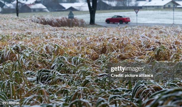 Some snow lying on the blades of a bamboo grass field on the side of a road near the town of Lochen in Upper Bavaria, Germany, 13 November 2017....