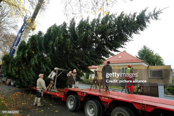 Nordmann fir about 17-meters high hanging from a crane and being loaded onto a low loader in the Prignitz street in the Biesdorf district of Berlin,...