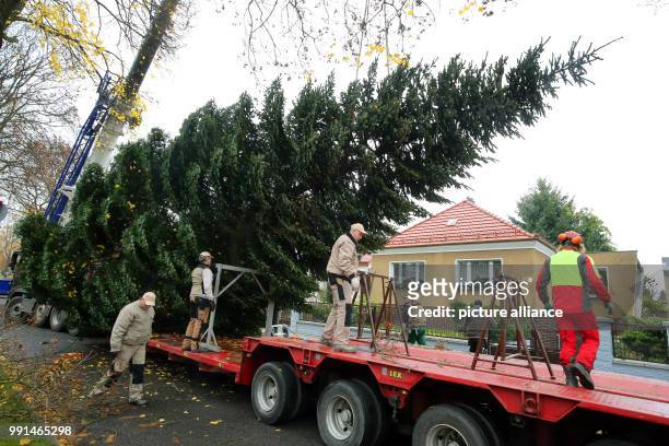 Nordmann fir about 17-meters high hanging from a crane and being loaded onto a low loader in the Prignitz street in the Biesdorf district of Berlin,...