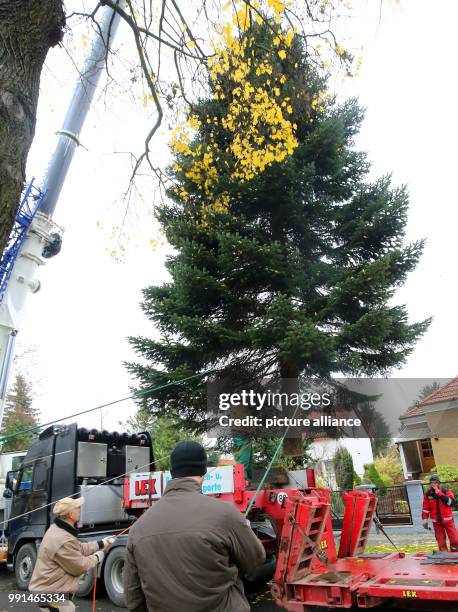 Nordmann fir about 17-meters high hanging from a crane and being loaded onto a low loader in the Prignitz street in the Biesdorf district of Berlin,...