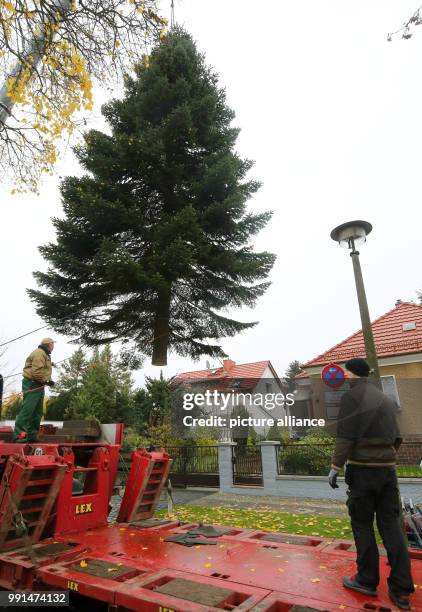 Nordman fir tree of about 17 metres is being unloaded and hangs from the hook of a crane in in the Prignitzstrasse of the area Biesdorf in Berlin,...