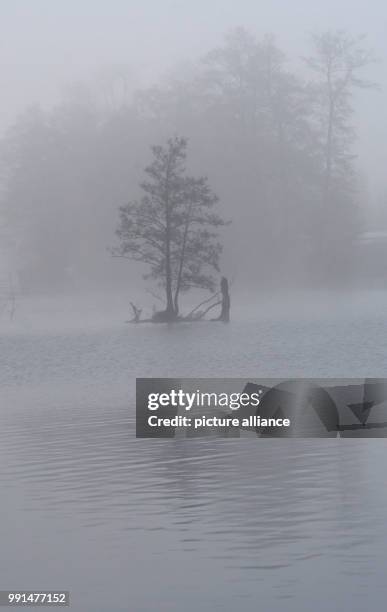 Trees stick out of the fog on the island Eiswerder in Berlin, Germany, 14 November 2017. Photo: Paul Zinken/dpa