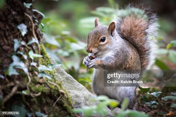 469 Eating And The Brain Stock Photos, High-Res Pictures, and Images