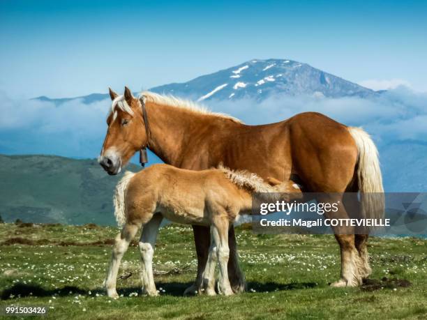 chevaux de montagne - montagne stock-fotos und bilder
