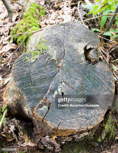 gig_3643.jpg - turtle shell top view stock pictures, royalty-free photos & images