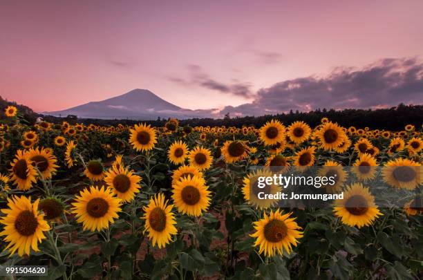 sun flower - girasol común fotografías e imágenes de stock