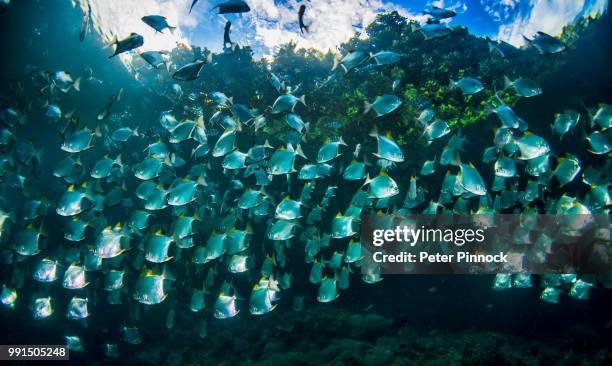 view of the mangrove - doktorfisch stock-fotos und bilder