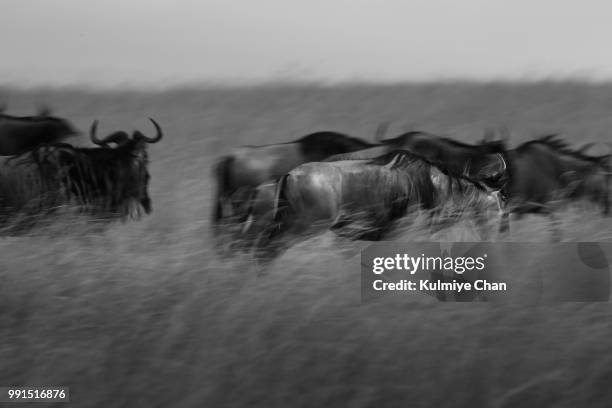 speedy wildebeest - speedy ストックフォ�トと画像