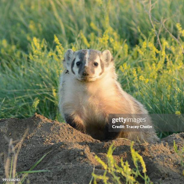 don't badger me! - american badger 個照片及圖片檔