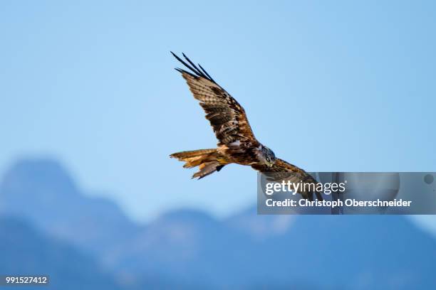 Biro Raptor 1,116 Raptor (Bird) Stock Photos, High-Res Pictures, and Images - Getty ...