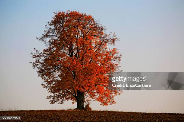 lonely lime tree, tilia, in autumn colors - lime tree stockfoto's en -beelden