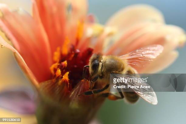 une abeille au travail... - abeille fotografías e imágenes de stock