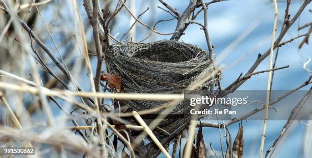 summer sights - bird nest stock pictures, royalty-free photos & images