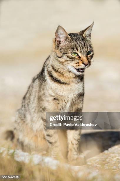 gray striped cat with yellow eyes - yellow eyes stock pictures, royalty-free photos & images