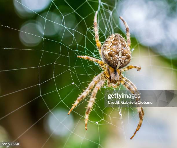 spider - gabriela stock-fotos und bilder